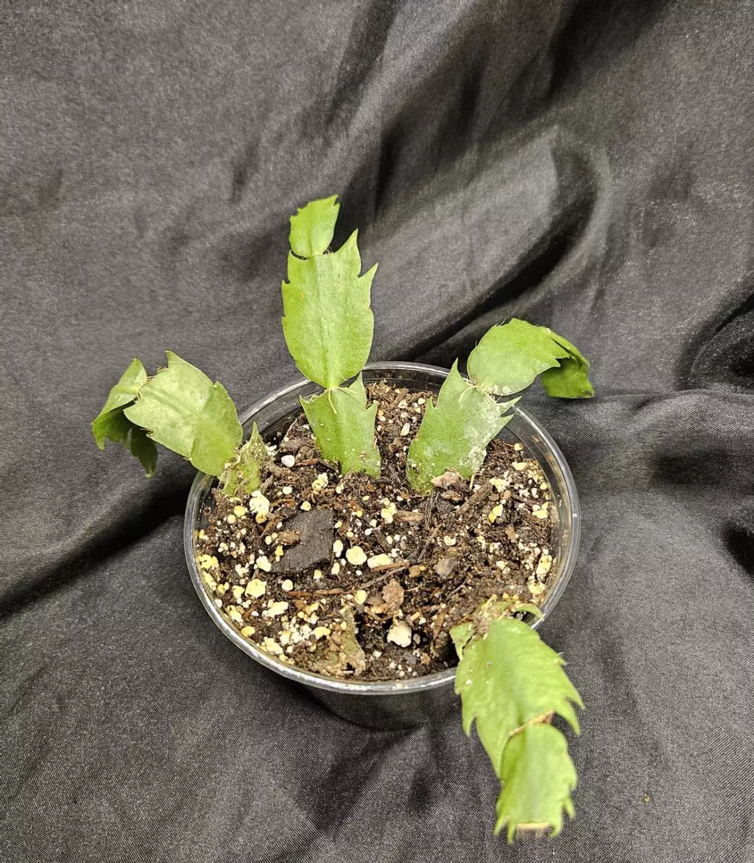 Thanksgiving Cactus thumbnail