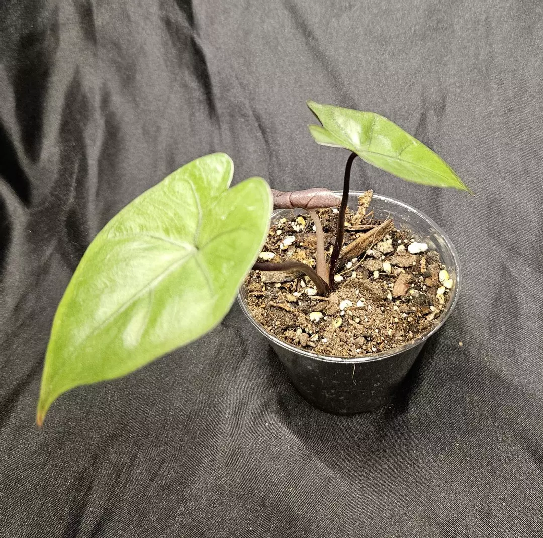 Alocasia Metallica thumbnail