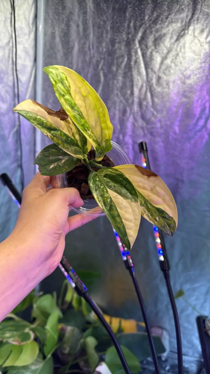 Monstera Peru thumbnail