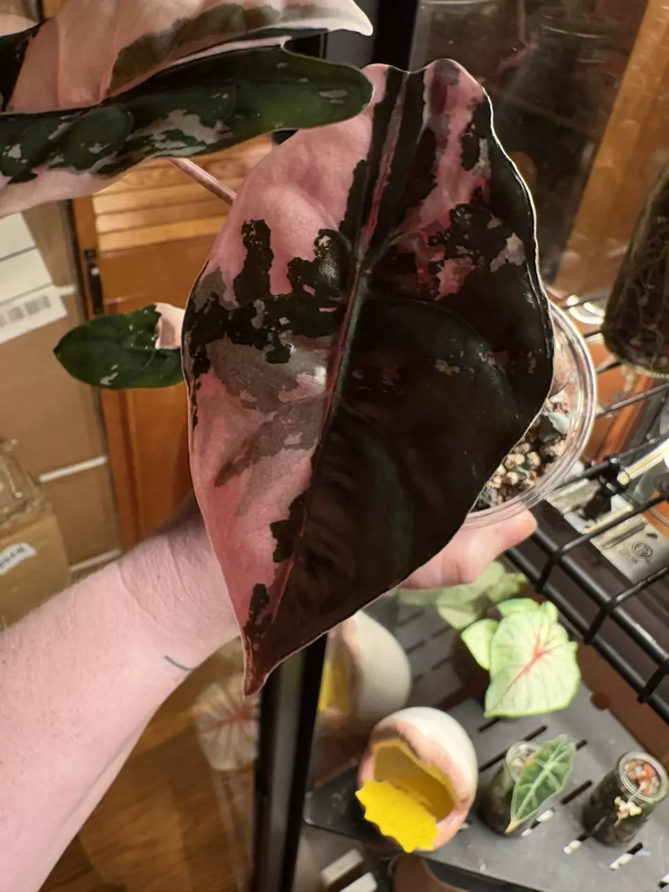 Pink Chantrieri thumbnail