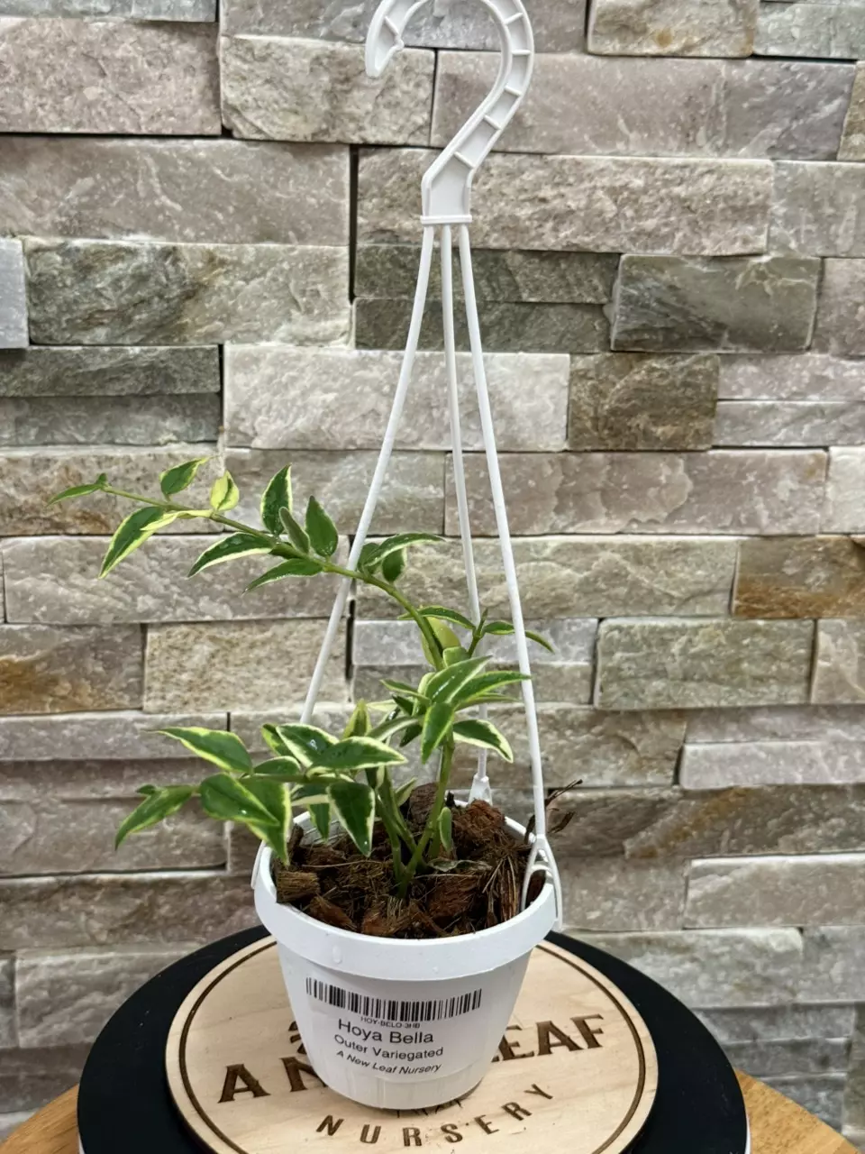 Hoya Bella Outer Variegation thumbnail