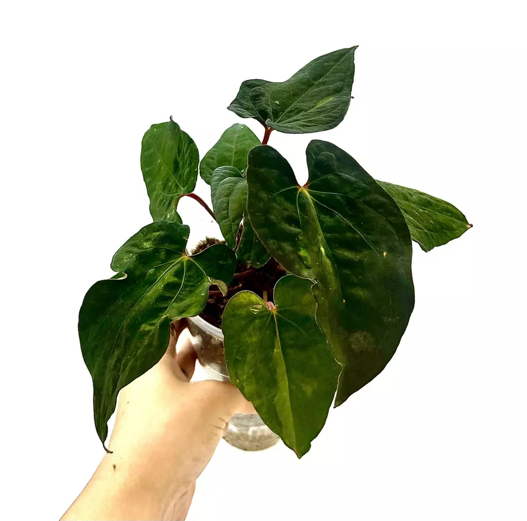 Anthurium Papi x RVDP mutation Variegated Cuttings thumbnail