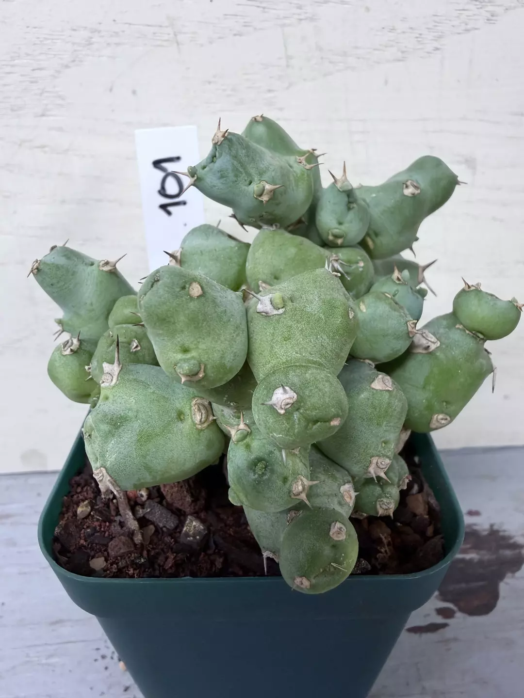 Euphorbia clivicola thumbnail
