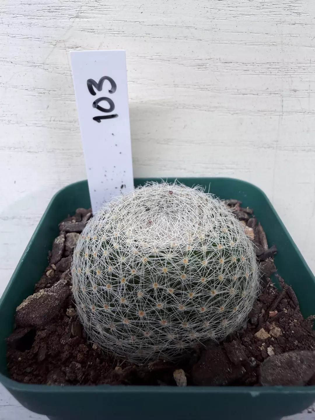 Mammillaria lenta thumbnail