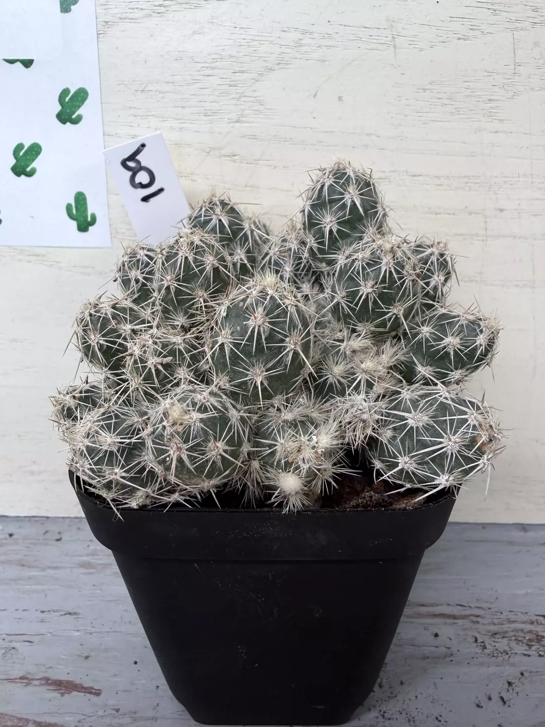 Choya Perritos thumbnail