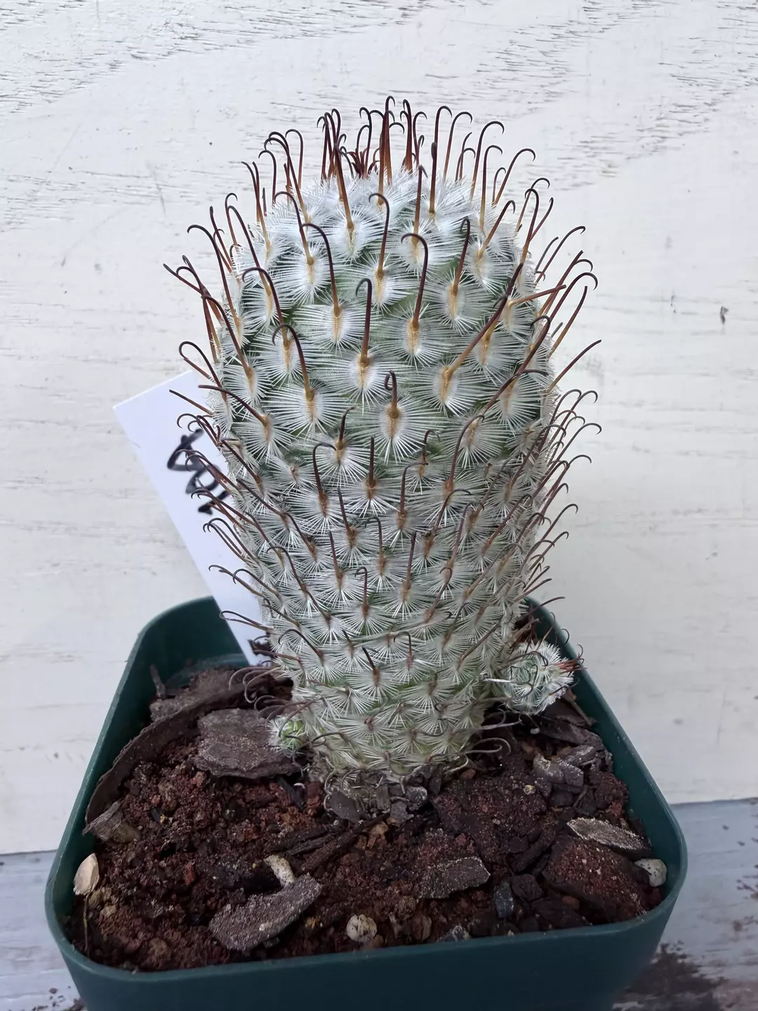 Mammillaria perezdelarosae thumbnail