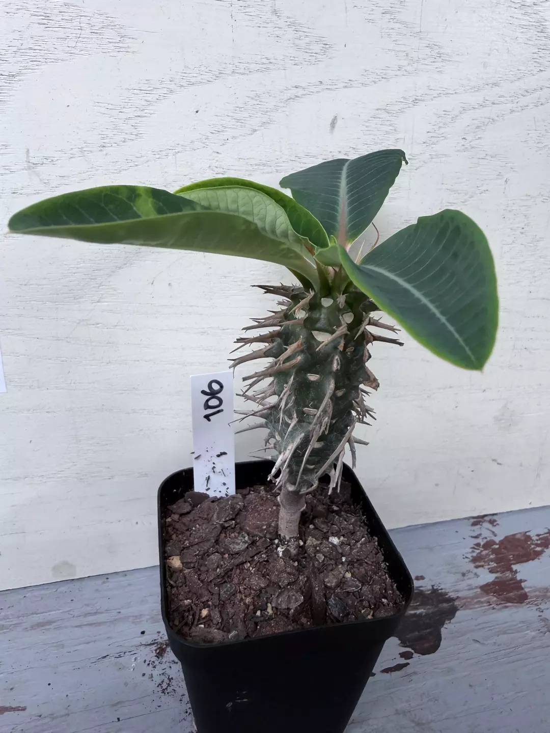 Euphorbia vigieri thumbnail
