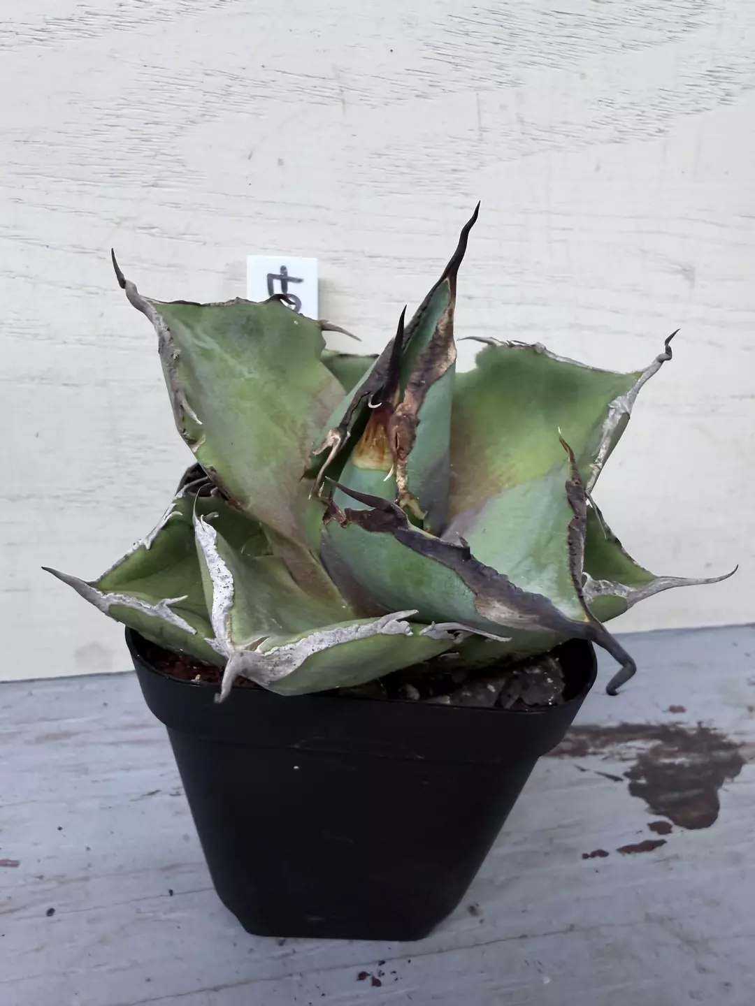 Agave black panther thumbnail