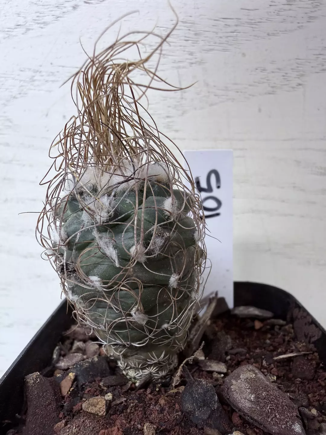 Turbinicarpus schmiedickeanus macrochele thumbnail