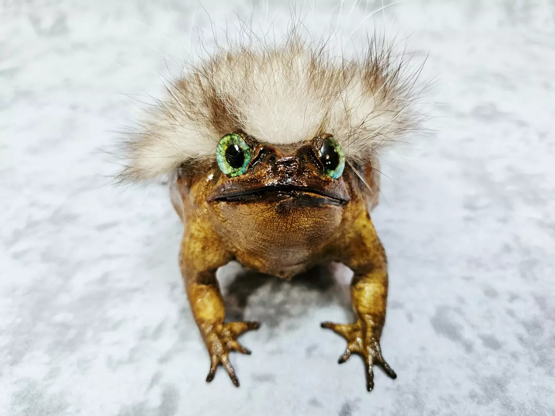 Taxidermy Toad- Cane Toad Hairy frog lizard turtle oddities thumbnail