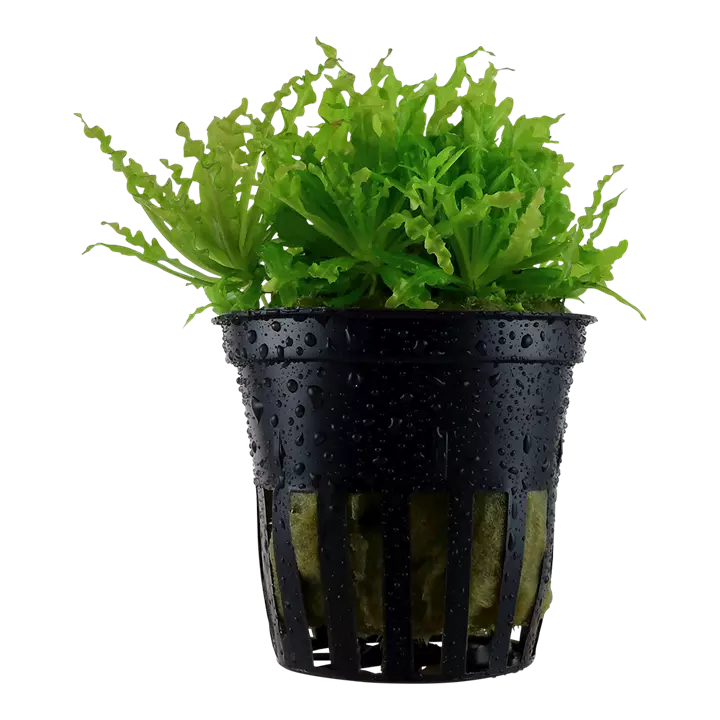 Pogostemon helferi - Aquatic Plant thumbnail