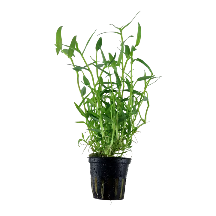 Murdannia keisak - Aquatic Plant thumbnail