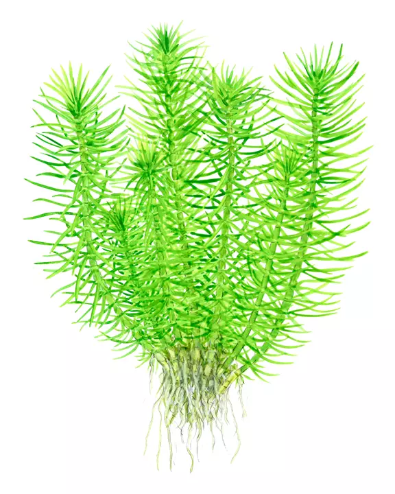 Pogostemon deccanensis (formerly erectus) - Aquatic Plant thumbnail