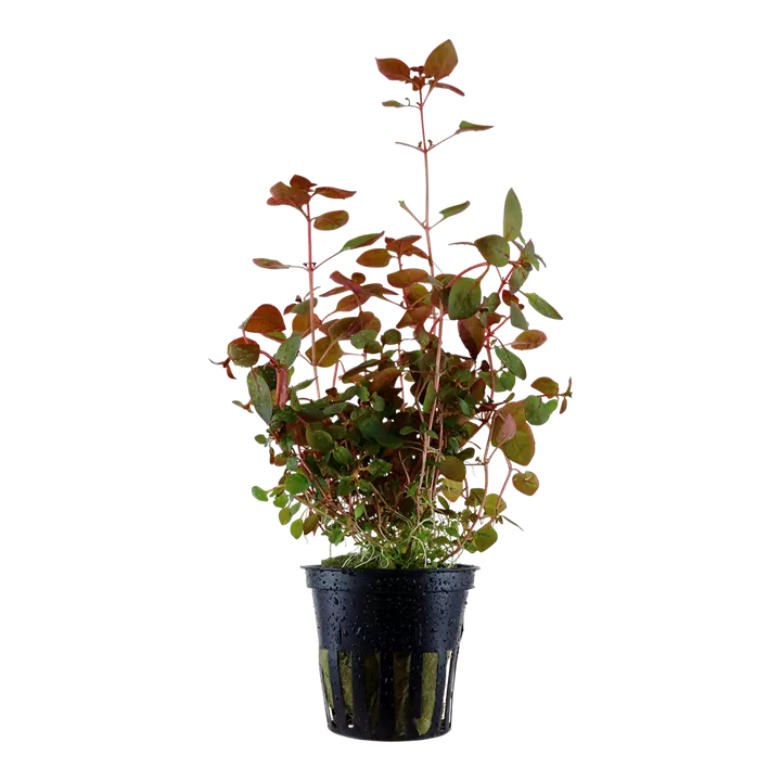 Ludwigia palustris 'Super Red' - Aquatic Plant thumbnail