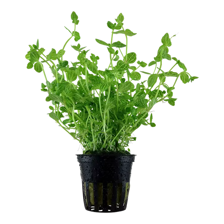 Lindernia rotundifolia - Aquatic Plant thumbnail