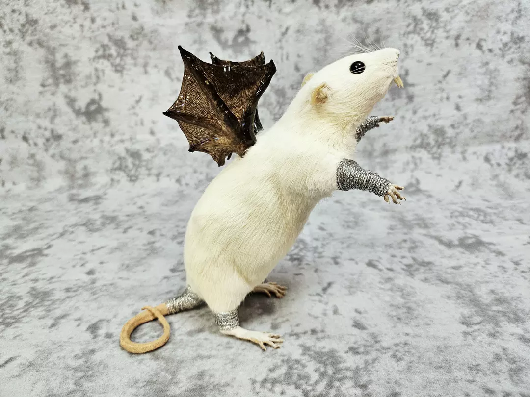 Rat Taxidermy Oddity: Winged Vampire Rat thumbnail