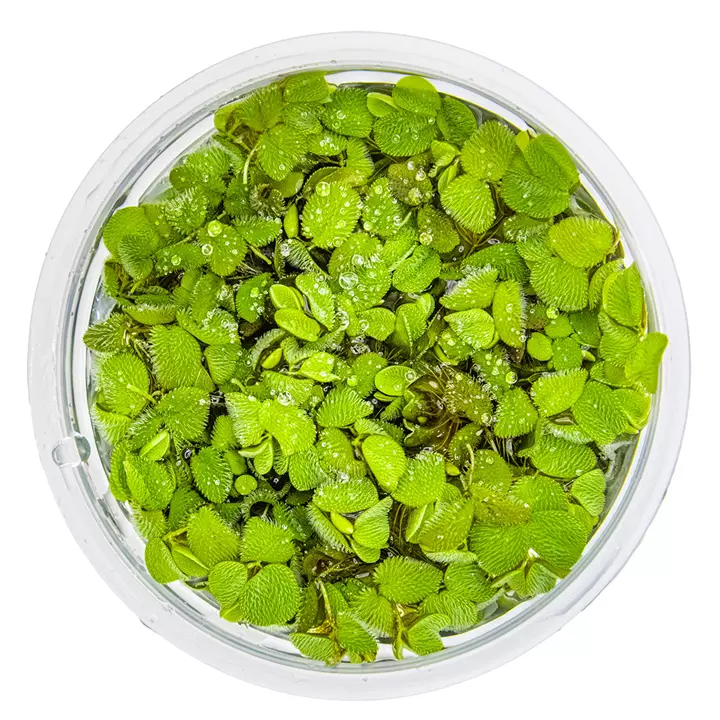 Salvinia Minima (Packed cup) thumbnail