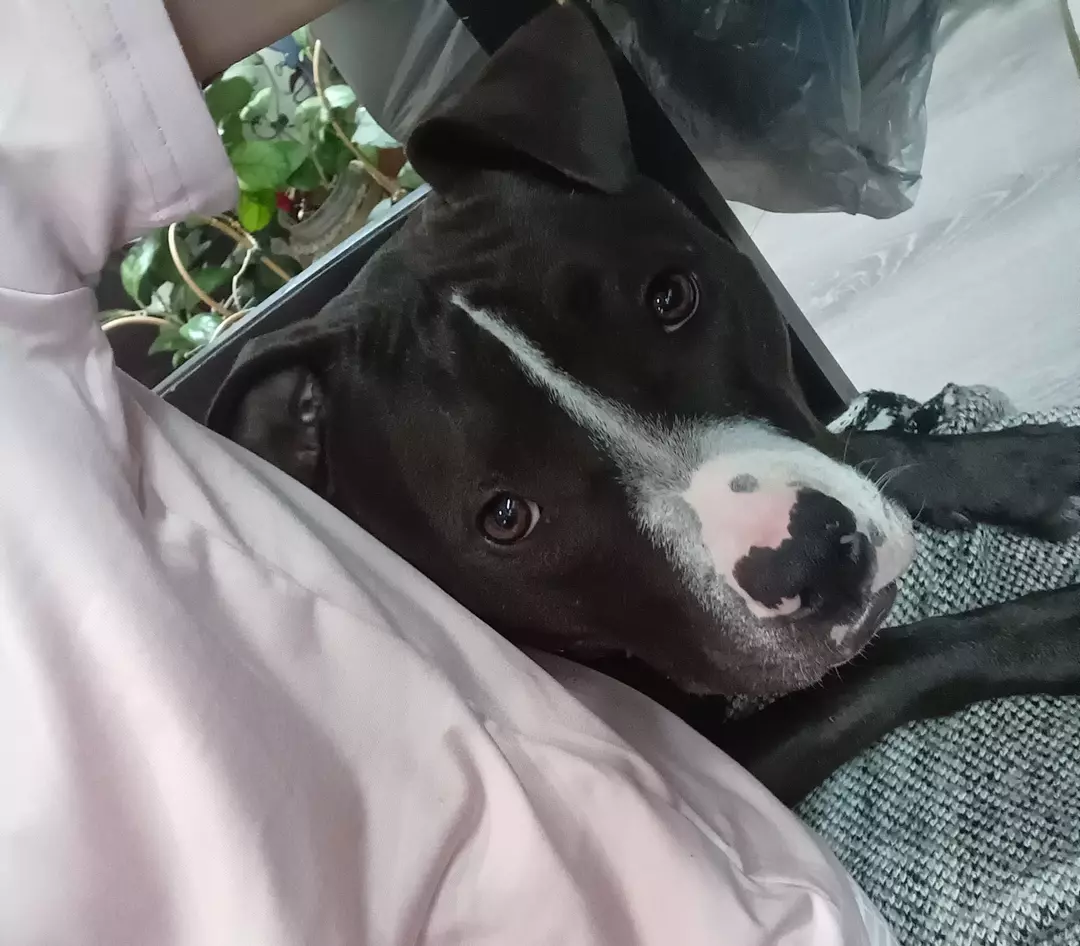 Insulation 1-5 small plants thumbnail