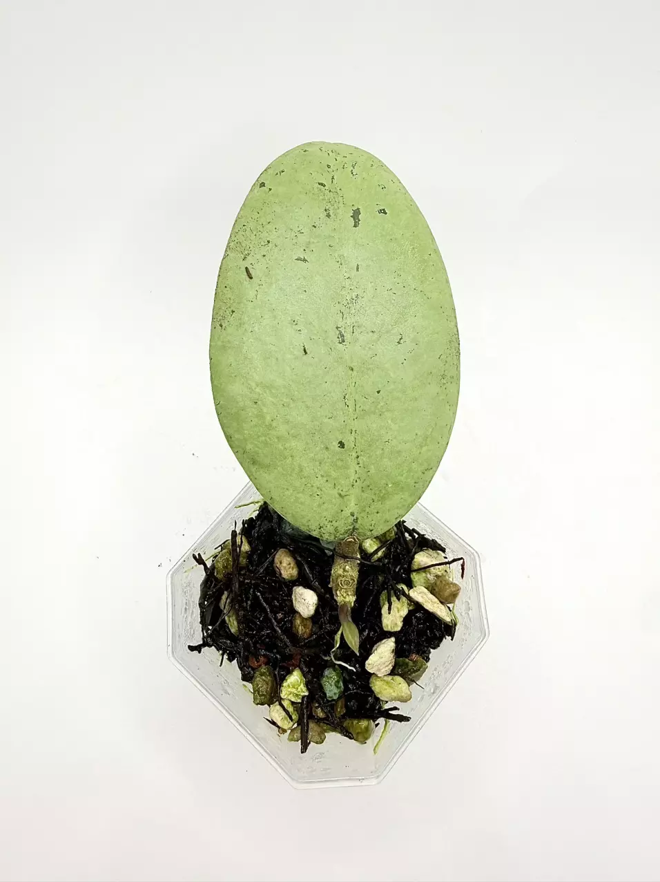 Hoya Menak Sopal Rooted + new growth thumbnail