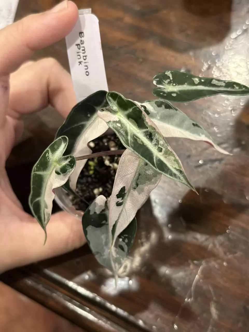 Alocasia Pink Bambino thumbnail