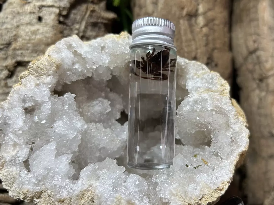 Mini wet specimens thumbnail