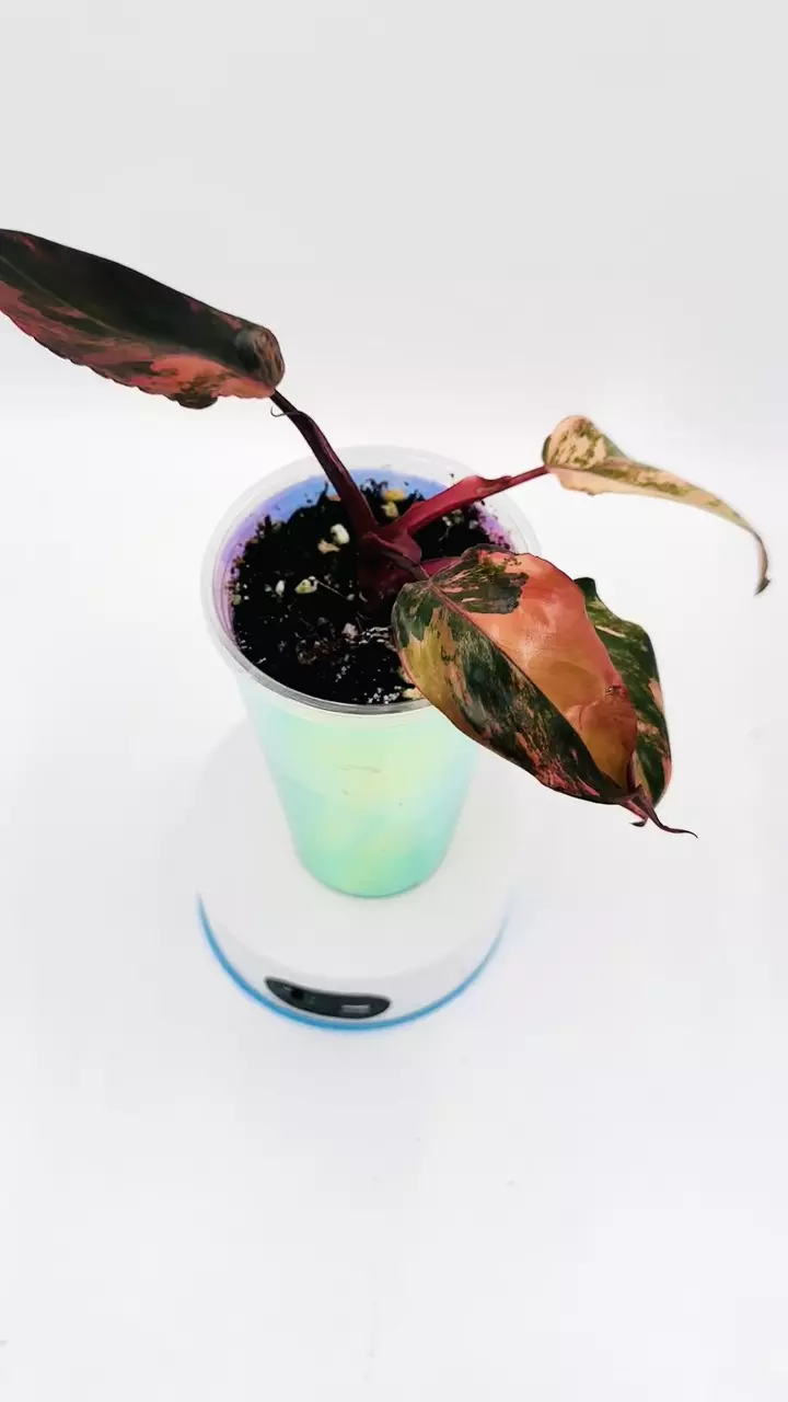 Philodendron Princess of Fire thumbnail