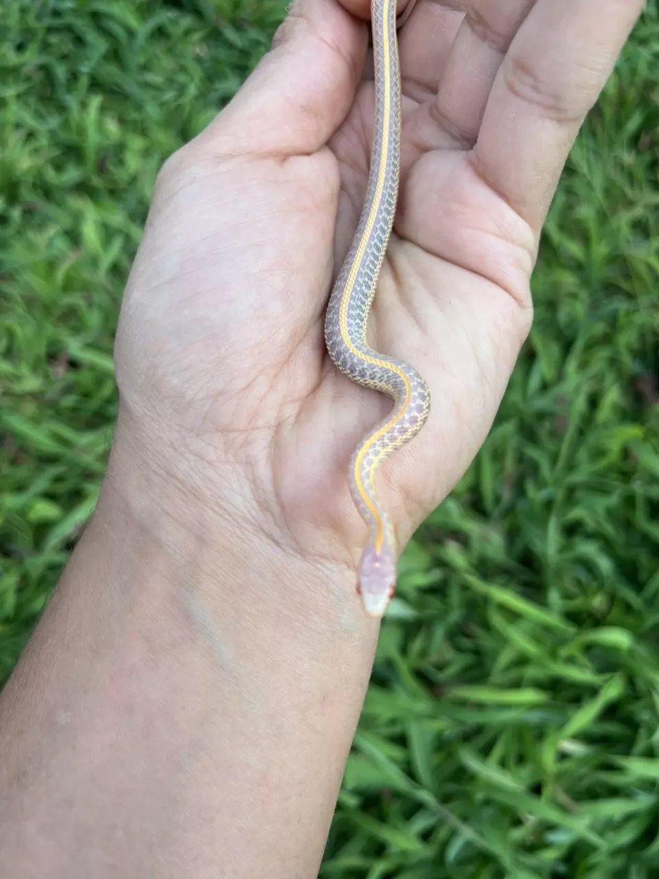 Male Albino Plains Garter Snake *thamnophis radix* thumbnail
