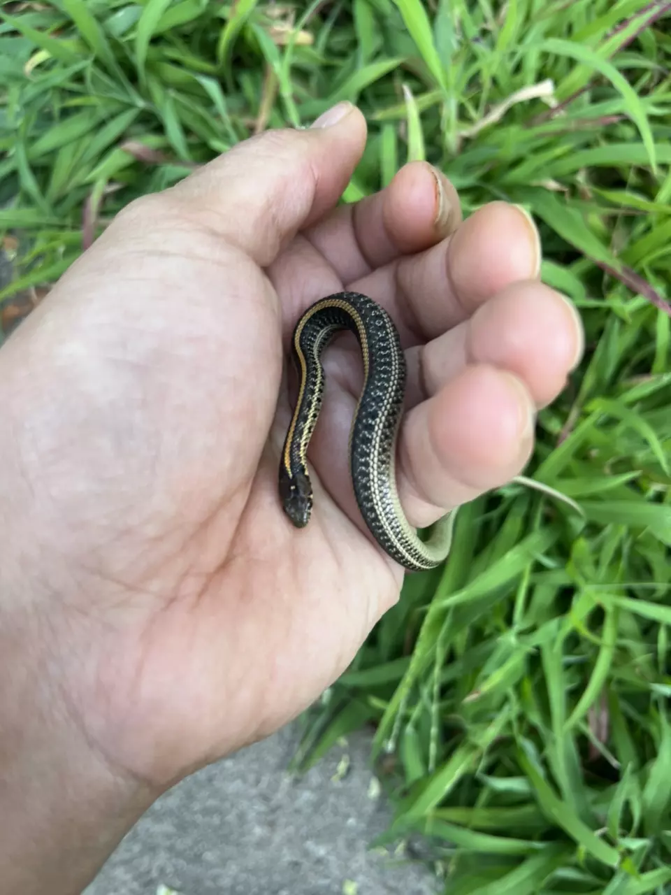 Plains Garter Snake (Thamnophis Radix) thumbnail