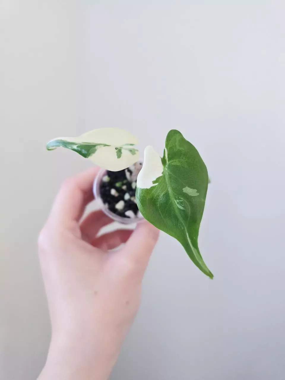 Alocasia Stingray albo thumbnail