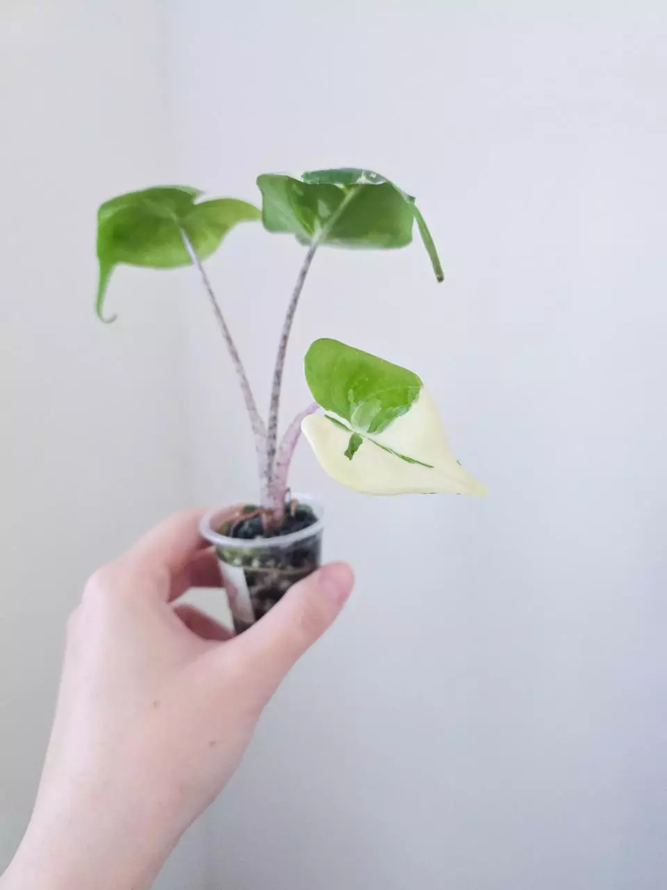 Alocasia stingray albo thumbnail