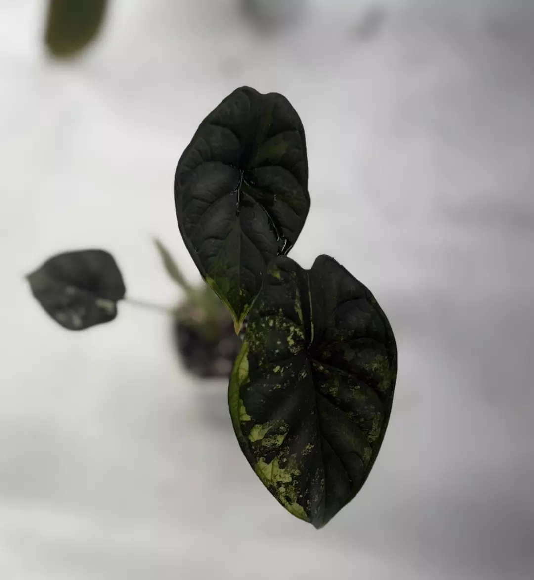 Dragon Scale Mint thumbnail