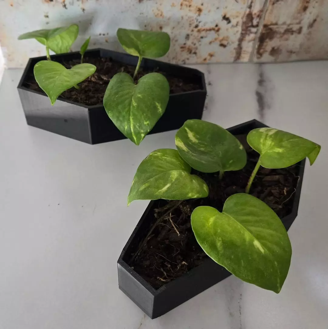 Coffin Planter w/ Pothos thumbnail