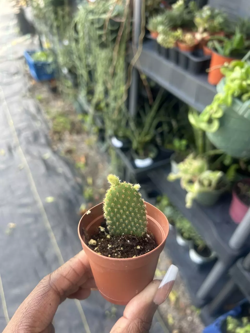 Mini Mickey Cactus thumbnail