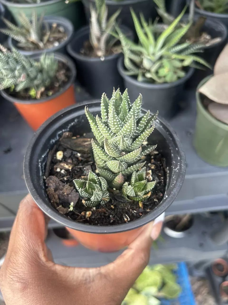 Haworthia zebra thumbnail