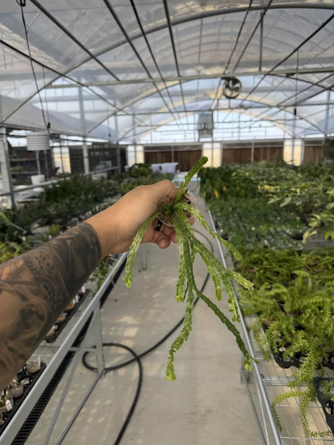 Huperzia nummulariifolia thumbnail