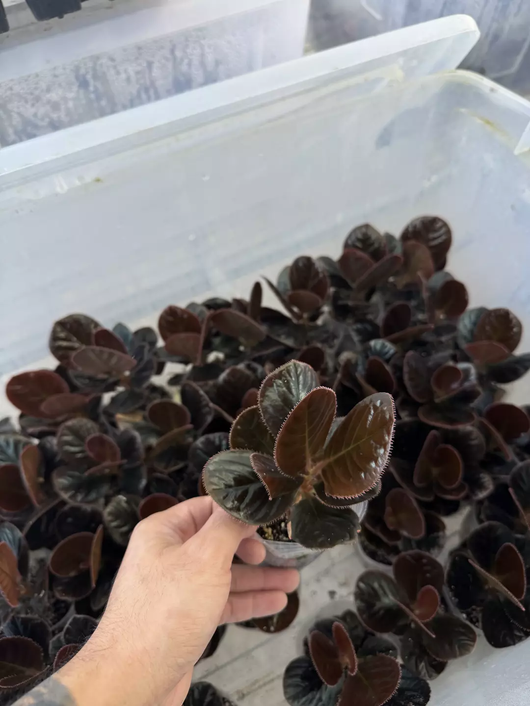 Ardisia sp. 'Black Pearl' thumbnail