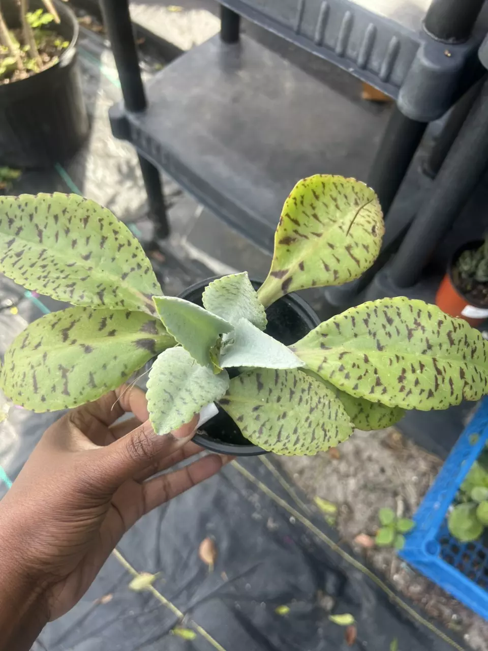 Donkey ear thumbnail