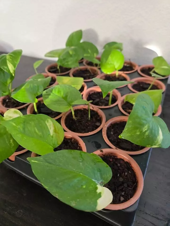 Pothos Starter thumbnail