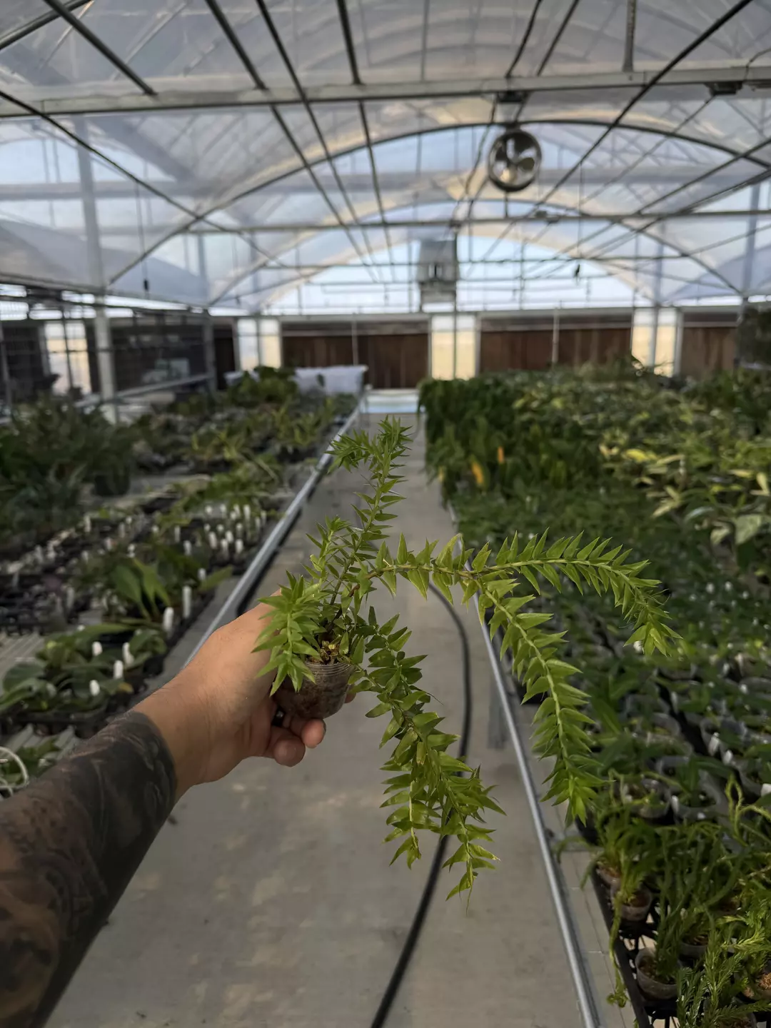 Huperzia goebelii thumbnail