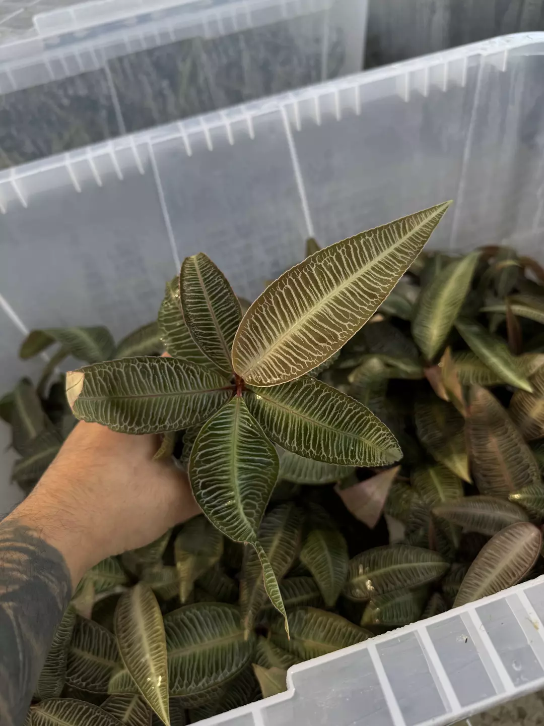 Labisia sp. 'Pink Vein' thumbnail