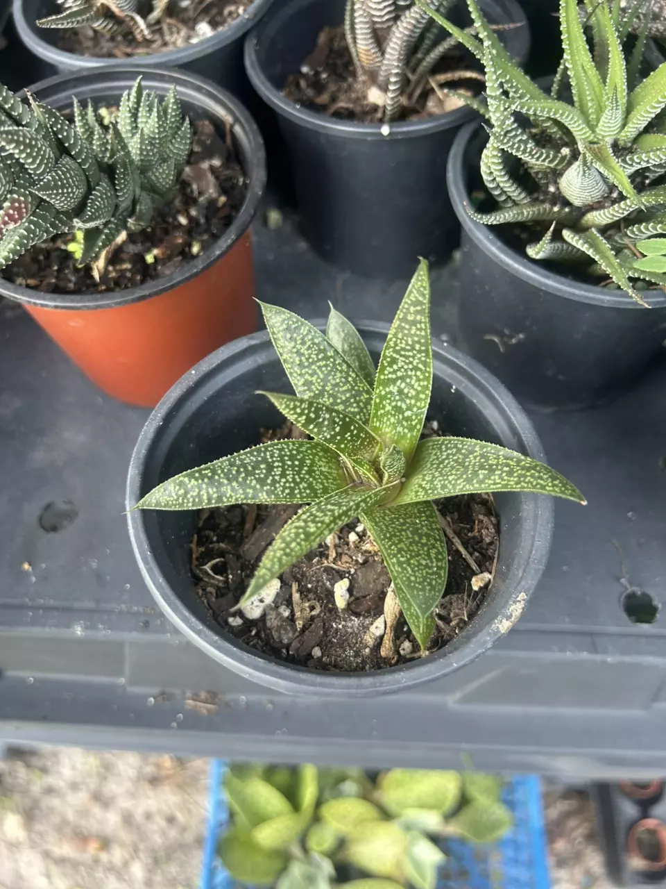 GASTERALOE flow thumbnail