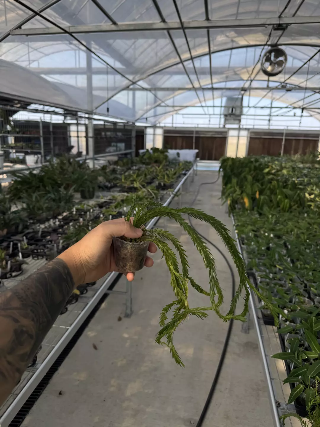 Huperzia Triangle Satun thumbnail