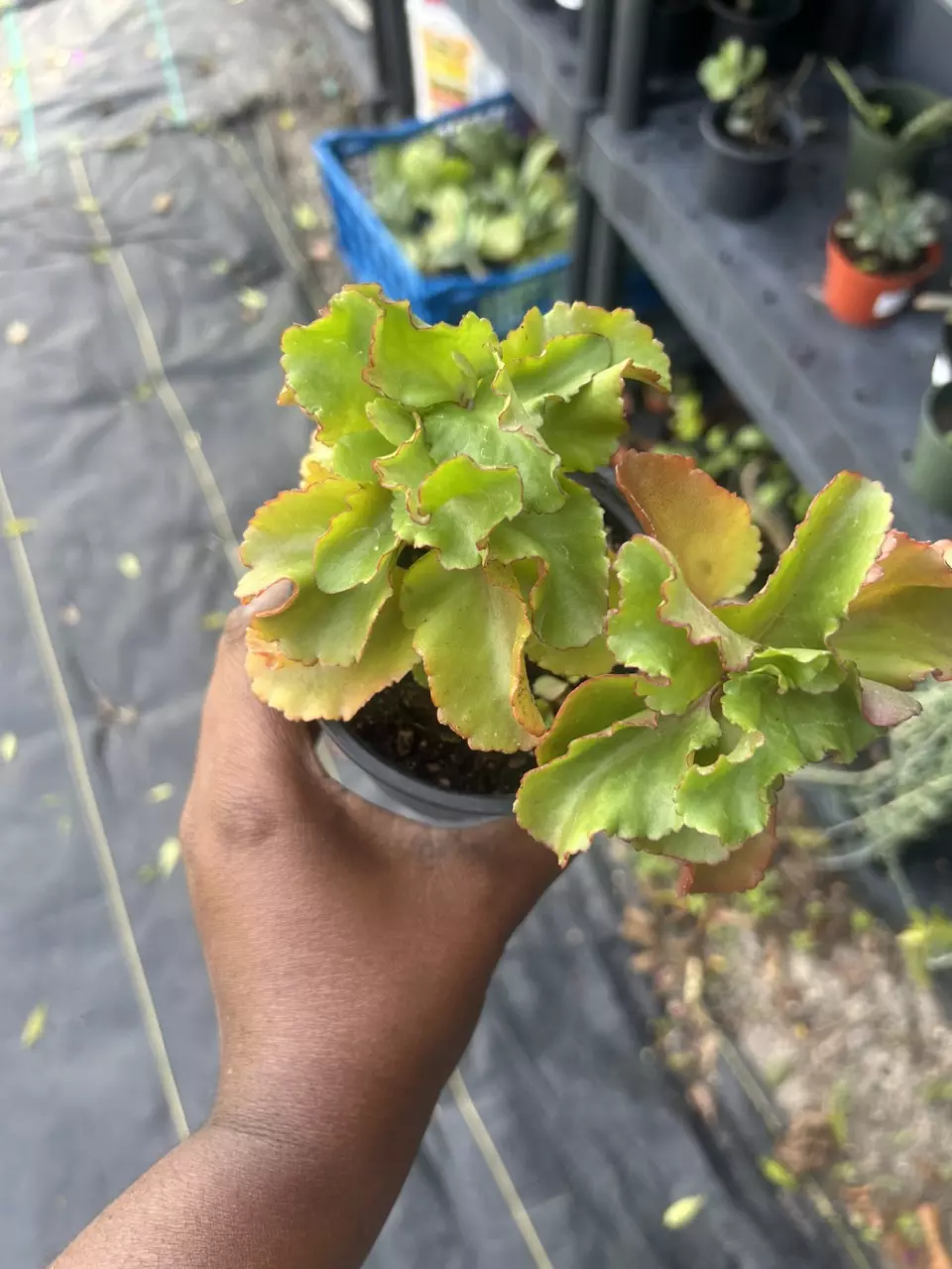 KALANCHOE thumbnail