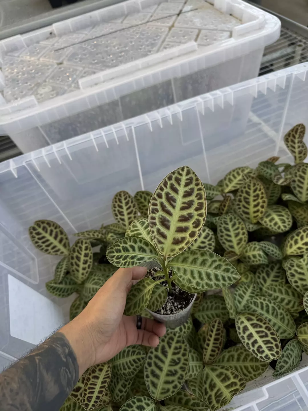 Labisia sp. 'Turtle Back' thumbnail