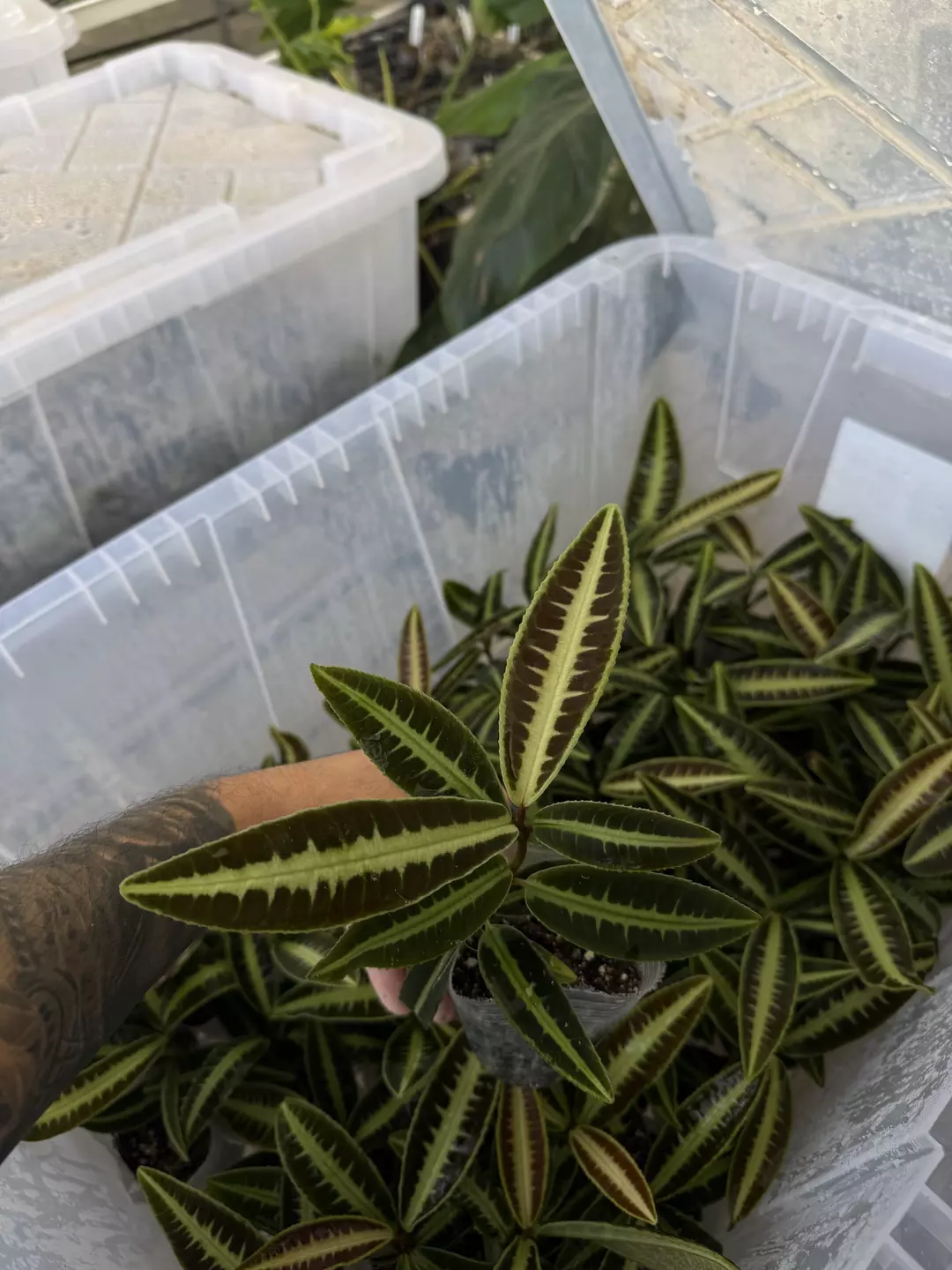 Labisia sp. 'Cat Eye' thumbnail