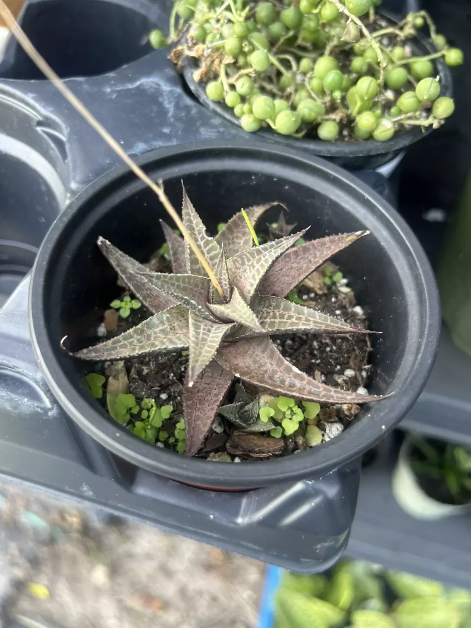 Haworthia venosa thumbnail
