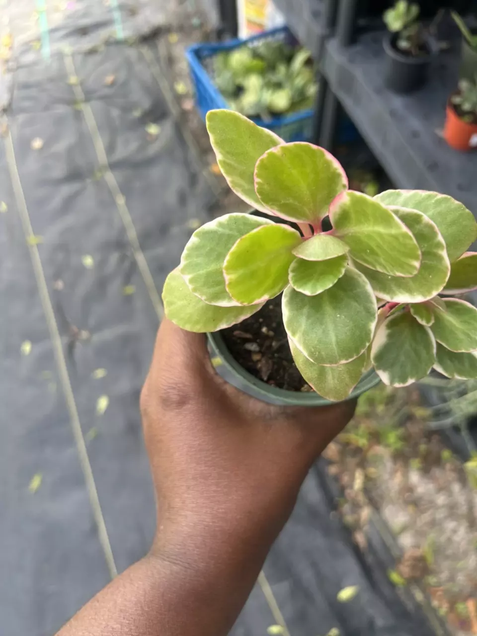 KALANCHOE BLOSSFELDIANA FLAMING KATY thumbnail