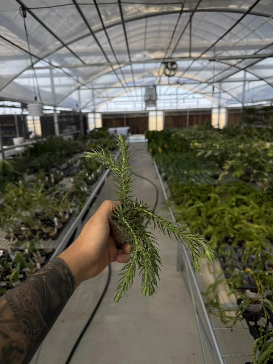 Huperzia goebelii blue thumbnail