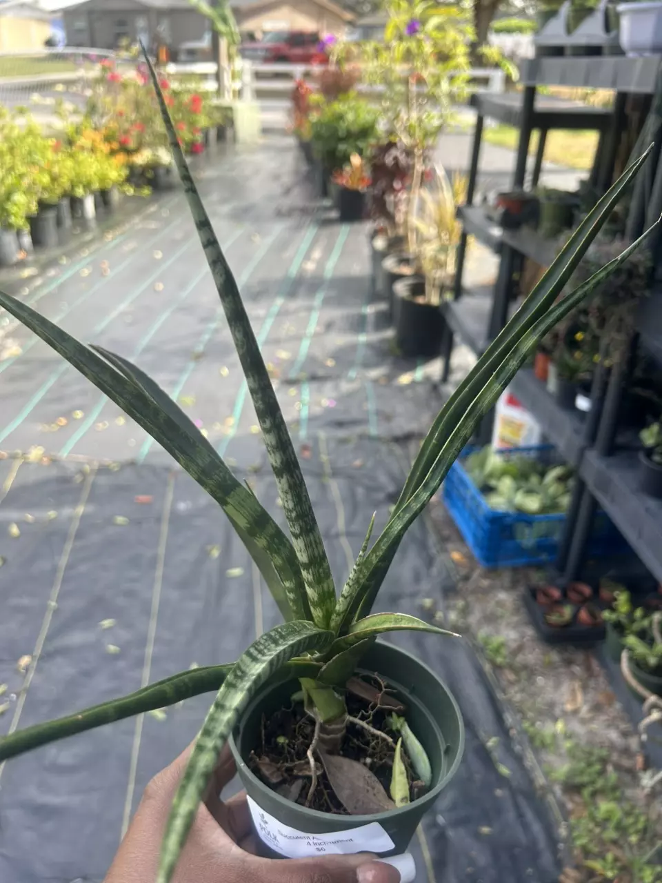 Fernwood snake plant thumbnail