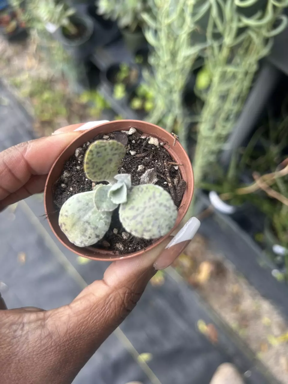 Mini donkey ear succulent thumbnail